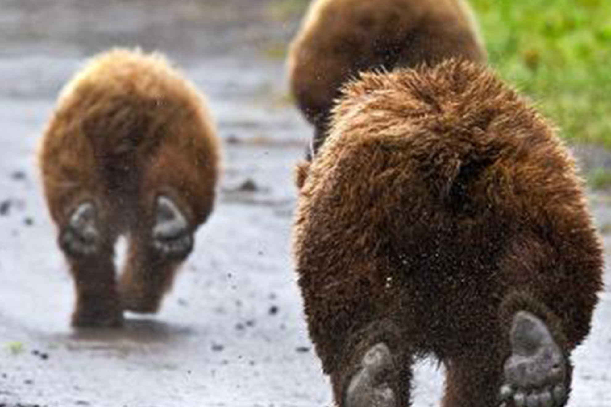 Bears running down a dirt road